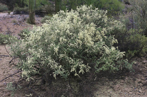  Atriplex polycarpa